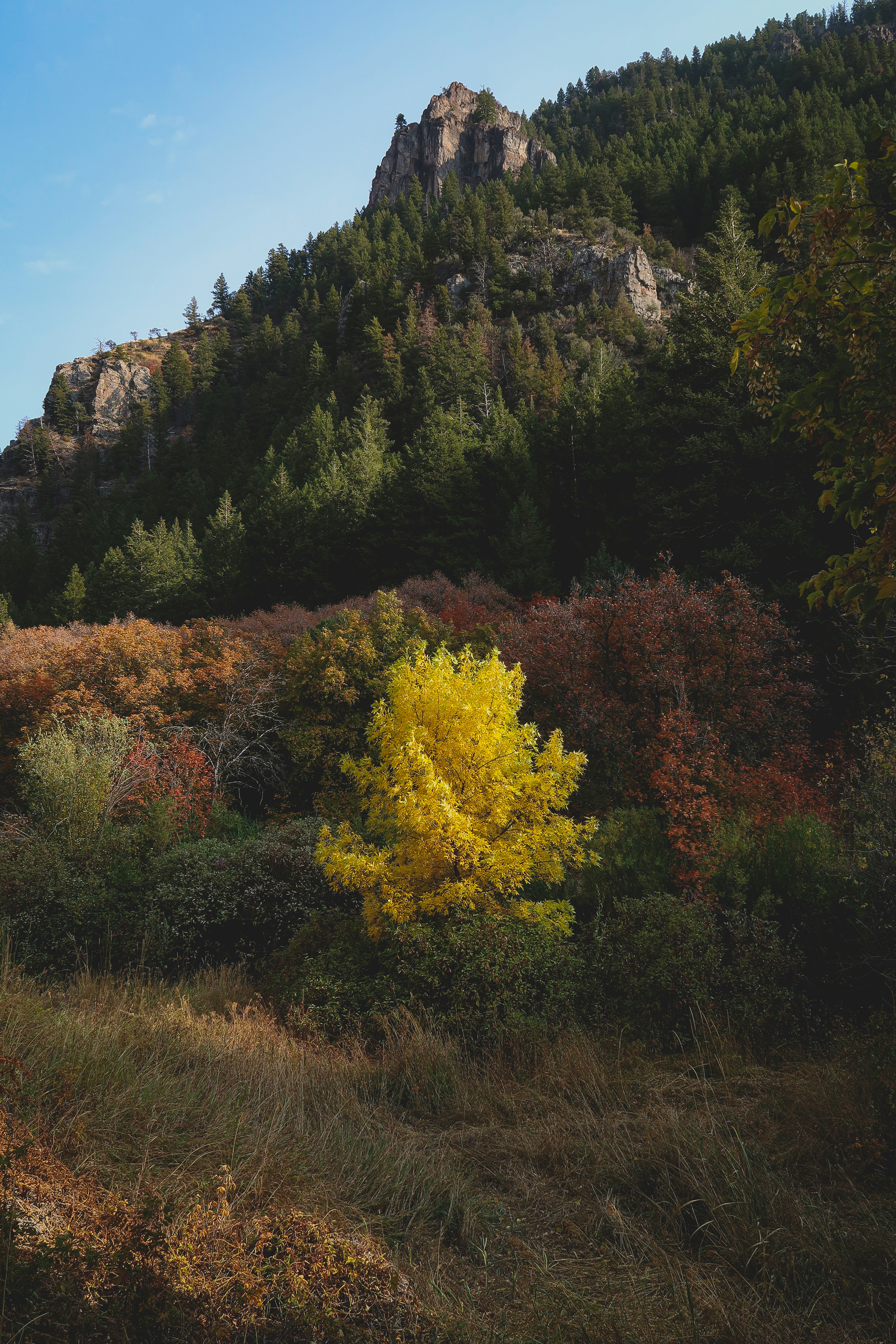 yellow and green trees near mountain during daytime